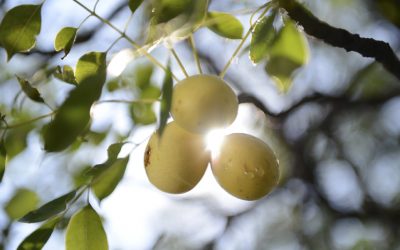 Everything You Need to Know About Marula Oil