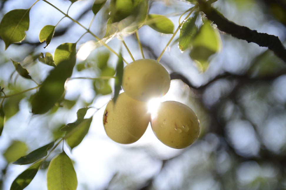 SkinDivision Blog - Everything You Need to Know About Marula Oil